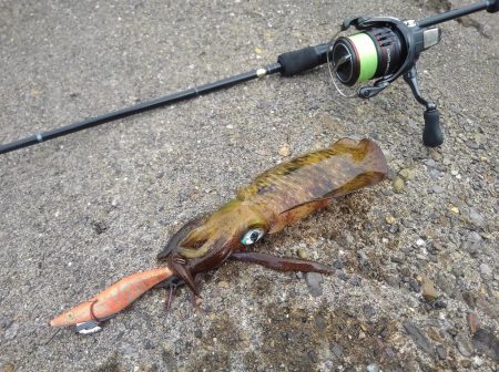 ほどほどに釣れた越前エギング